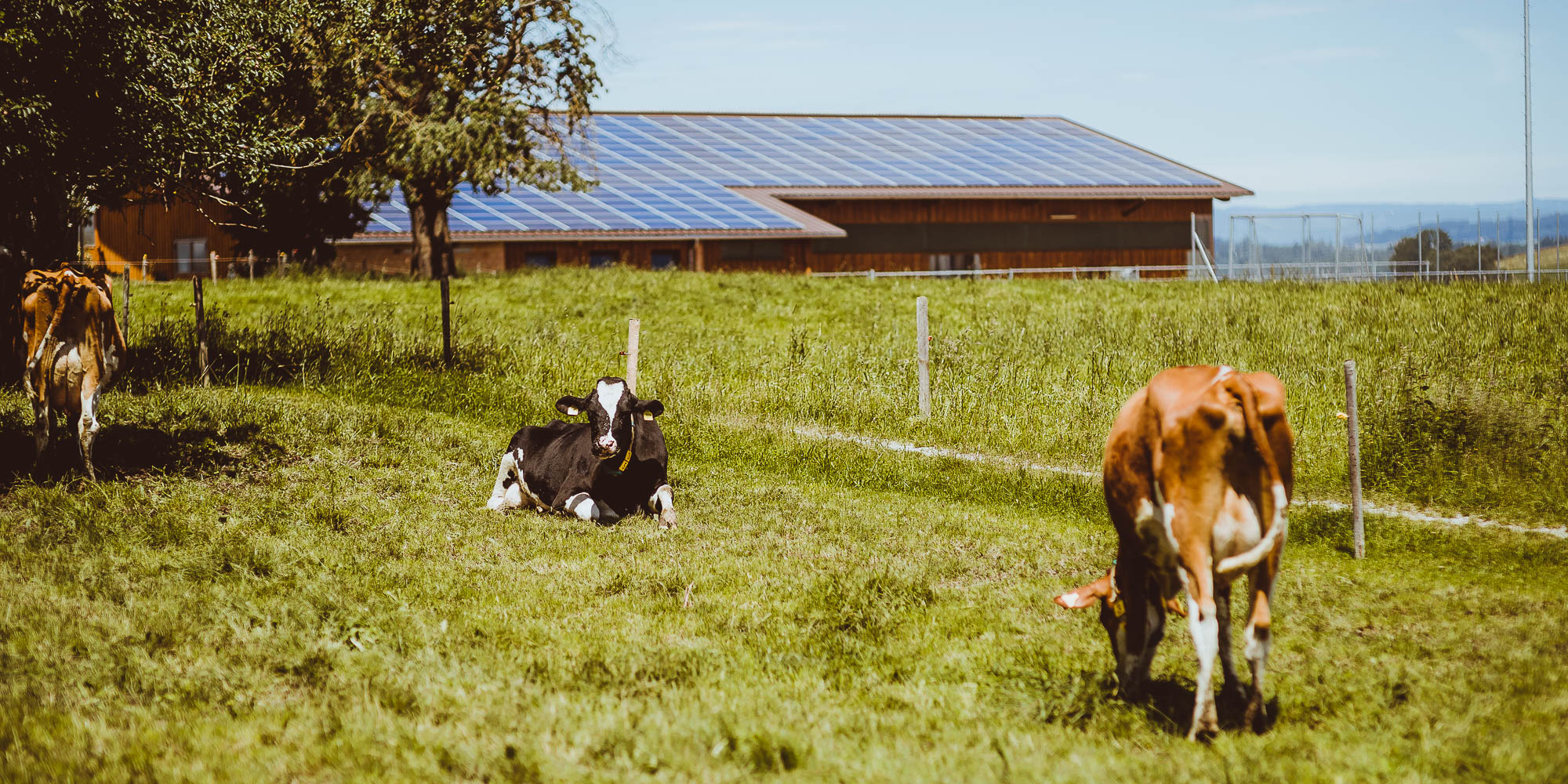 Export x3 1DX27527 Hochzeit 2020 Claudia & Marco